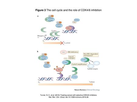 Figure 3 The cell cycle and the role of CDK4/6 inhibition