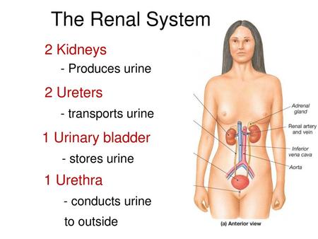 The Renal System 2 Kidneys 2 Ureters - transports urine