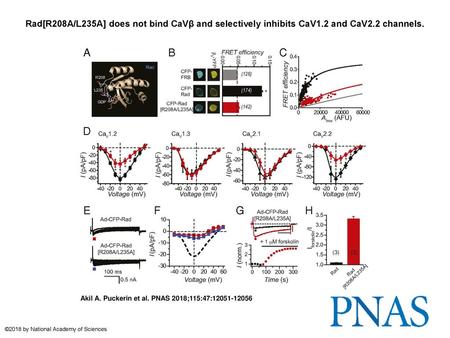 Rad[R208A/L235A] does not bind CaVβ and selectively inhibits CaV1