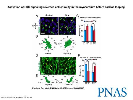 Activation of PKC signaling reverses cell chirality in the myocardium before cardiac looping. Activation of PKC signaling reverses cell chirality in the.