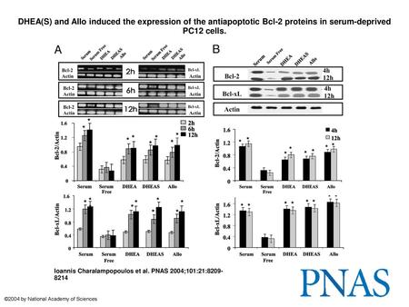 DHEA(S) and Allo induced the expression of the antiapoptotic Bcl-2 proteins in serum-deprived PC12 cells. DHEA(S) and Allo induced the expression of the.