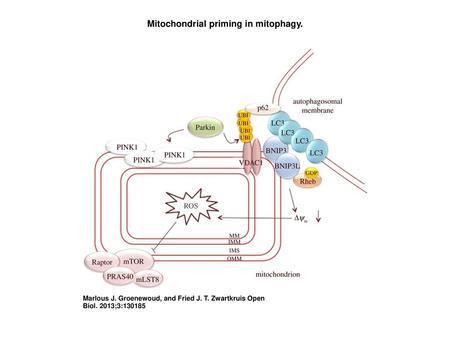 Mitochondrial priming in mitophagy.