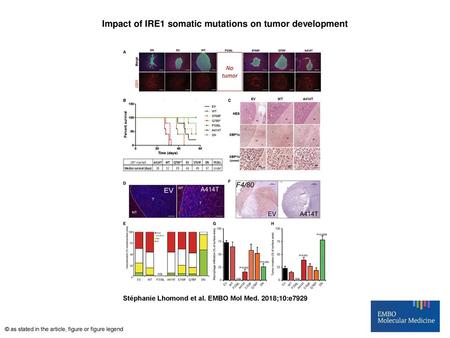Impact of IRE1 somatic mutations on tumor development
