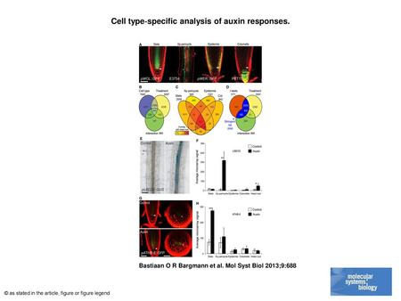 Cell type‐specific analysis of auxin responses.
