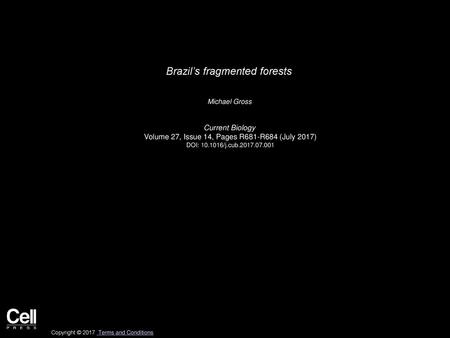 Brazil’s fragmented forests