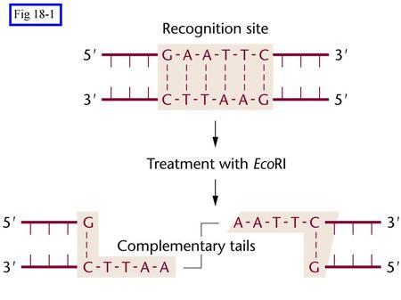 Fig 18-1 Figure: 18-01 Caption: The restriction enzyme EcoRI recognizes and binds to the palindromic nucleotide sequence GAATTC. Cleavage of the DNA at.