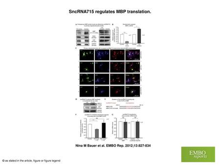 SncRNA715 regulates MBP translation.