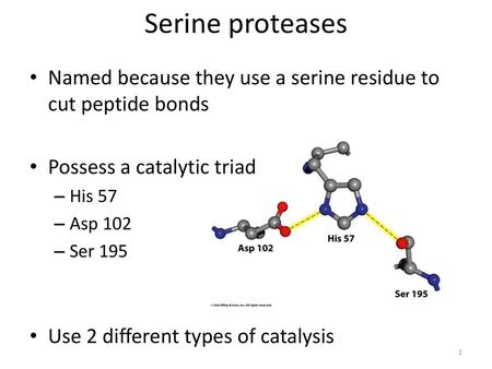 Serine proteases Named because they use a serine residue to cut peptide bonds Possess a catalytic triad His 57 Asp 102 Ser 195 Use 2 different types of.