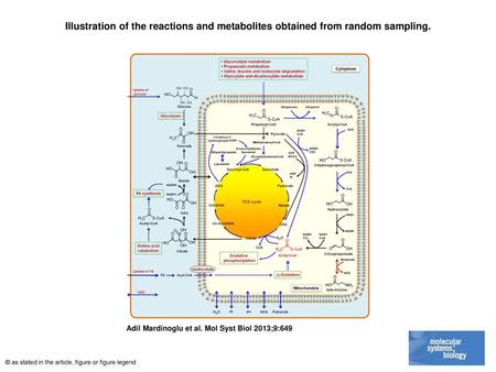 Illustration of the reactions and metabolites obtained from random sampling. Illustration of the reactions and metabolites obtained from random sampling.