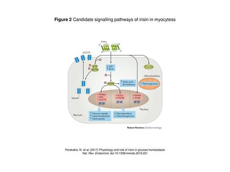Figure 2 Candidate signalling pathways of irisin in myocytess