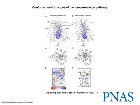 Conformational changes of the ion-permeation pathway.