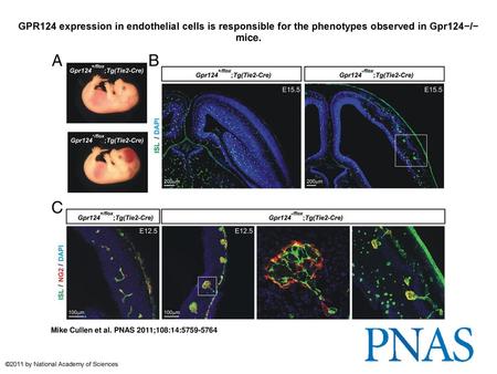 GPR124 expression in endothelial cells is responsible for the phenotypes observed in Gpr124−/− mice. GPR124 expression in endothelial cells is responsible.