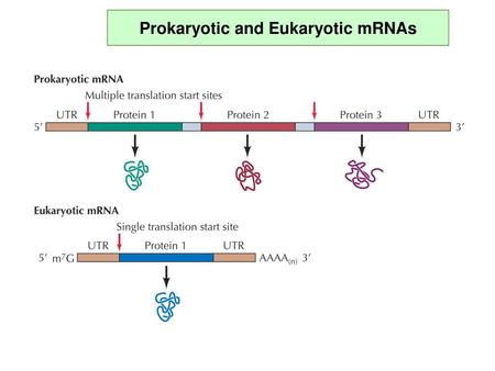 Prokaryotic and Eukaryotic mRNAs