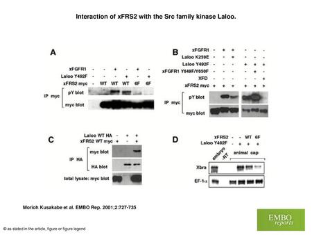 Interaction of xFRS2 with the Src family kinase Laloo.