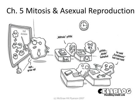 Ch. 5 Mitosis & Asexual Reproduction