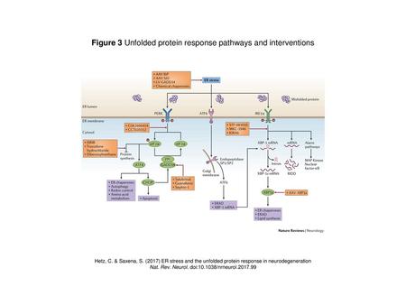 Figure 3 Unfolded protein response pathways and interventions