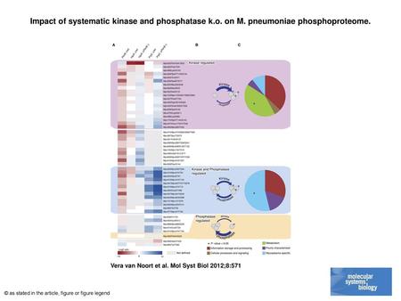 Impact of systematic kinase and phosphatase k. o. on M