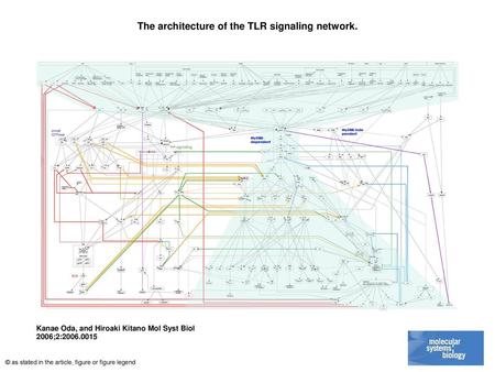 The architecture of the TLR signaling network.