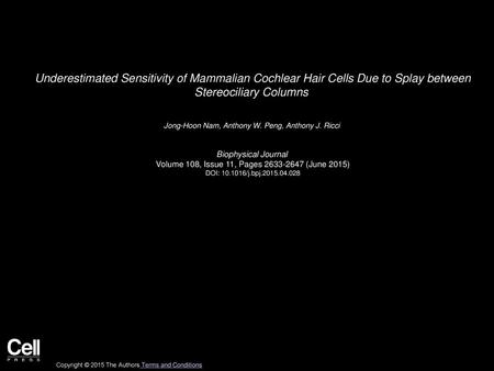 Underestimated Sensitivity of Mammalian Cochlear Hair Cells Due to Splay between Stereociliary Columns  Jong-Hoon Nam, Anthony W. Peng, Anthony J. Ricci 