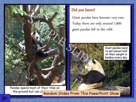 Pandas spend most of their time on the ground but can climb trees!