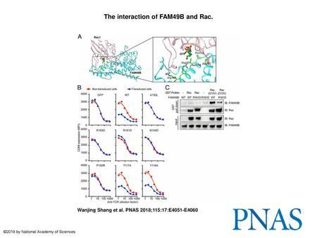 The interaction of FAM49B and Rac.