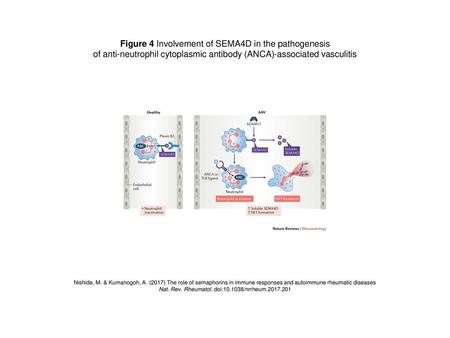 Figure 4 Involvement of SEMA4D in the pathogenesis