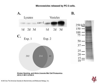 Microvesicles released by PC-3 cells.
