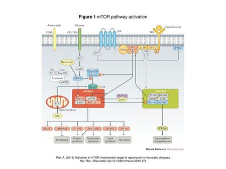 Figure 1 mTOR pathway activation