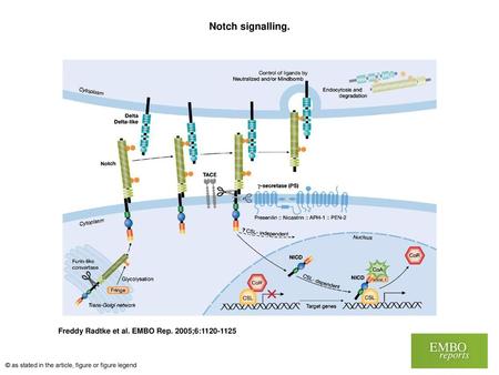 Notch signalling. Notch signalling. Notch receptors are synthesized as single precursor proteins that are cleaved in the Golgi by a Furin‐like convertase.