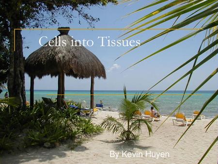 Cells into Tissues By Kevin Huyen.