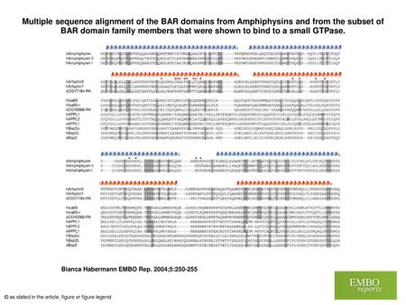 Multiple sequence alignment of the BAR domains from Amphiphysins and from the subset of BAR domain family members that were shown to bind to a small GTPase.