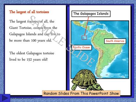 SAMPLE SLIDE The largest of all tortoises