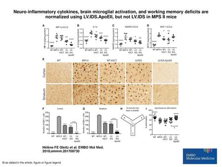 Neuro‐inflammatory cytokines, brain microglial activation, and working memory deficits are normalized using LV.IDS.ApoEII, but not LV.IDS in MPS II mice.