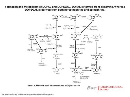 Formation and metabolism of DOPAL and DOPEGAL