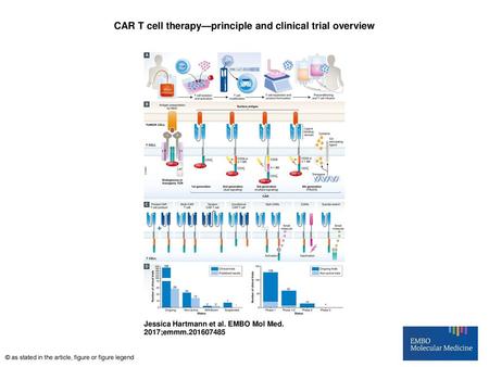 CAR T cell therapy—principle and clinical trial overview