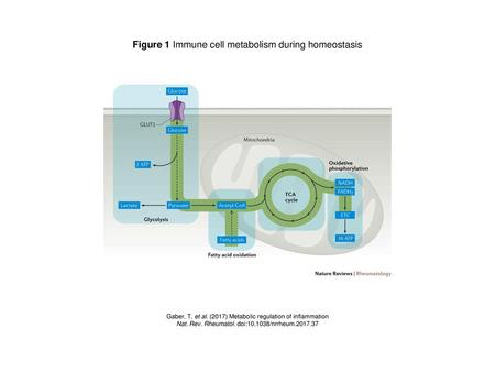Figure 1 Immune cell metabolism during homeostasis