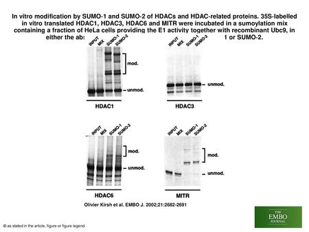 In vitro modification by SUMO‐1 and SUMO‐2 of HDACs and HDAC‐related proteins. 35S‐labelled in vitro translated HDAC1, HDAC3, HDAC6 and MITR were incubated.