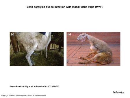 Limb paralysis due to infection with maedi-visna virus (MVV).