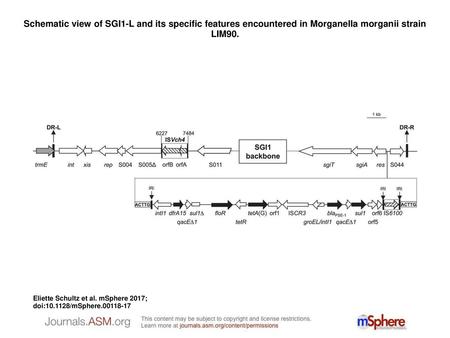 Schematic view of SGI1-L and its specific features encountered in Morganella morganii strain LIM90. Schematic view of SGI1-L and its specific features.