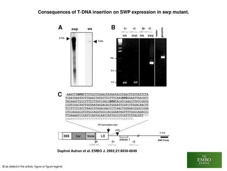 Consequences of T‐DNA insertion on SWP expression in swp mutant.