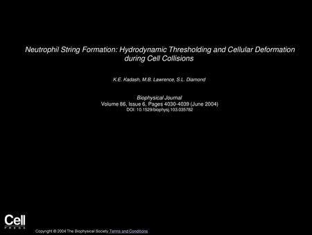Neutrophil String Formation: Hydrodynamic Thresholding and Cellular Deformation during Cell Collisions  K.E. Kadash, M.B. Lawrence, S.L. Diamond  Biophysical.
