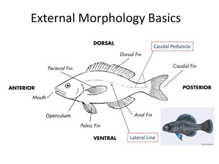 Gross External Anatomy By Way Of Introduction Basic Diagnostic Features Of Fish Need To Be Identified 1 Fishes Are Cold Blooded Poikilothermic Animals Ppt Download