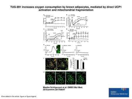TUG‐891 increases oxygen consumption by brown adipocytes, mediated by direct UCP1 activation and mitochondrial fragmentation TUG‐891 increases oxygen consumption.