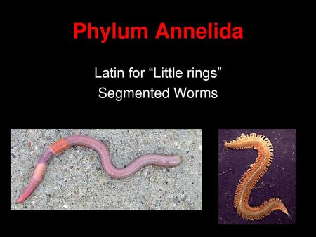 serial repetition of segments is a defining characteristic of which worm phylum? serial repetition of segments is a defining characteristic of which worm phylum?