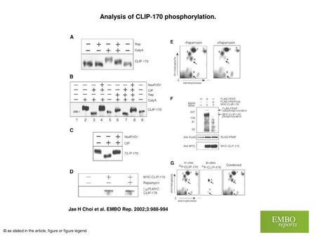 Analysis of CLIP‐170 phosphorylation.