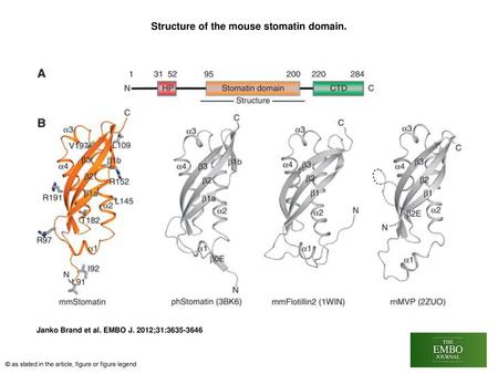 Structure of the mouse stomatin domain.
