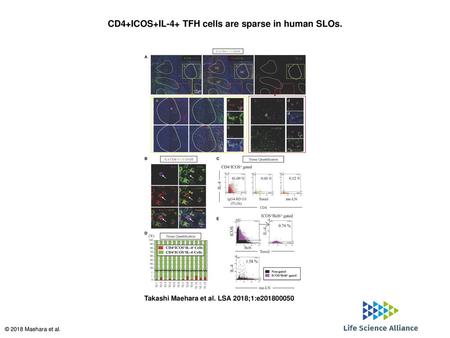 CD4+ICOS+IL-4+ TFH cells are sparse in human SLOs.