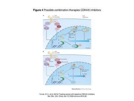 Figure 4 Possible combination therapies CDK4/6 inhibitors
