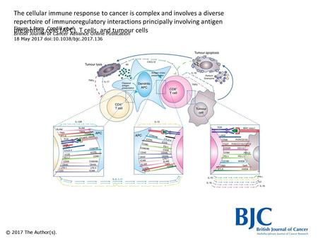 The cellular immune response to cancer is complex and involves a diverse repertoire of immunoregulatory interactions principally involving antigen presenting.
