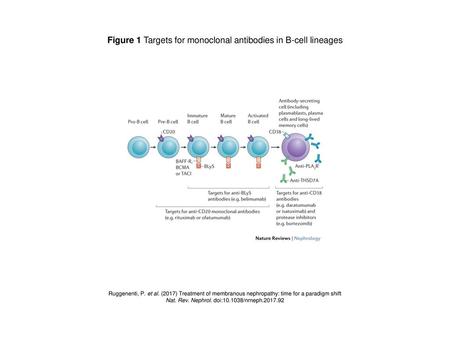 Figure 1 Targets for monoclonal antibodies in B-cell lineages
